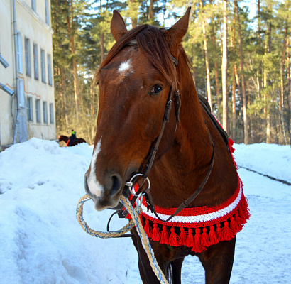 Обучение верховой езде в Муроме. Сервис Ultra Подарки. Купить обучение верховой езде в Муроме. Вы сможете попробовать курс по верховой езде и конные прогулки. Сервис UltraPodarki.ru 8 800 505 95 30. Обучение верховой езде, верховая езда в Муроме, верховая езда Муром, конный спорт, уроки верховой езды, школа верховой езды, конные прогулки, верховая езда, школа верховой езды в Муроме, конные прогулки в Муроме, обучение верховой езде в Муроме, конный спорт в Муроме, уроки верховой езды в Муроме